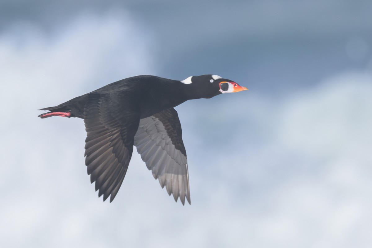 Surf Scoter - ML646383635