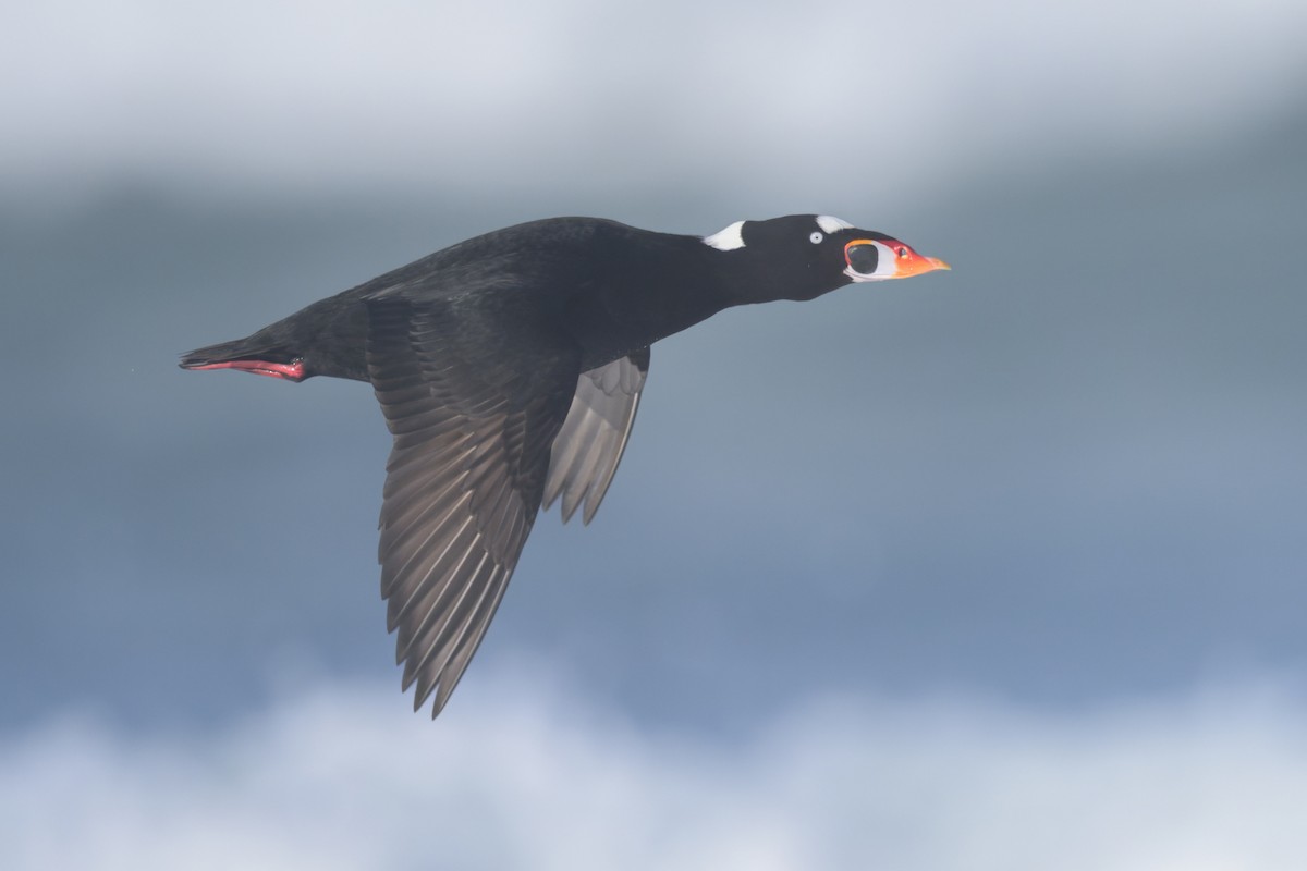 Surf Scoter - ML646383640