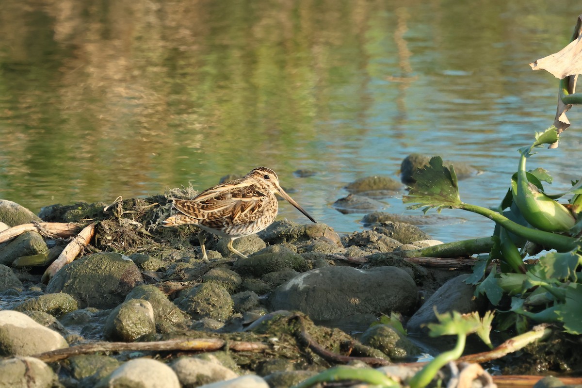 Common Snipe - ML646383642