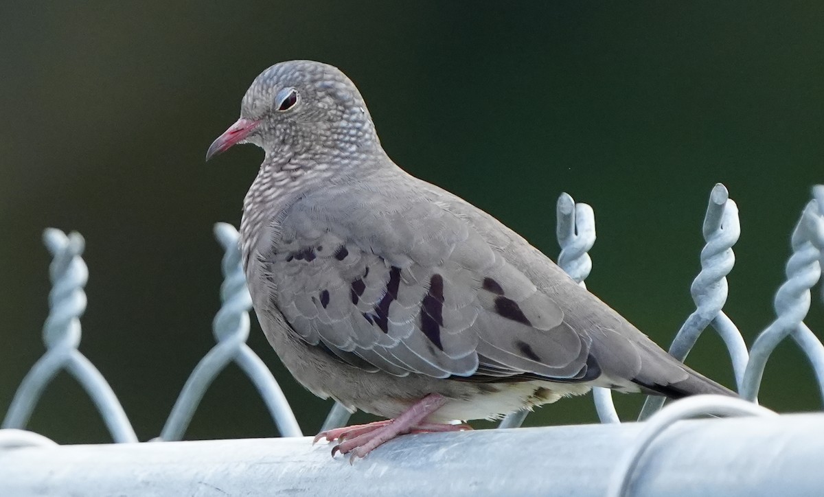 Common Ground Dove - ML646383643