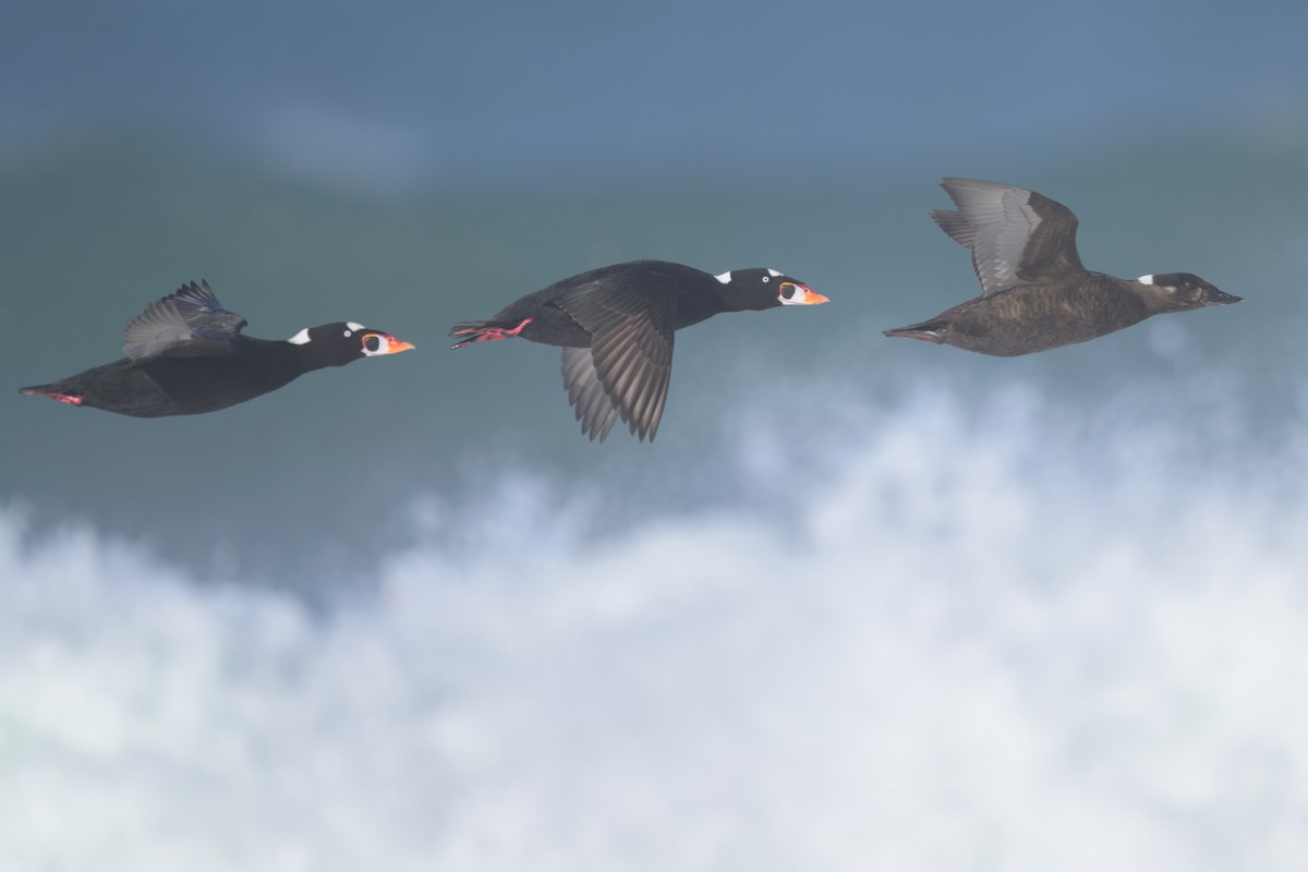 Surf Scoter - ML646383645