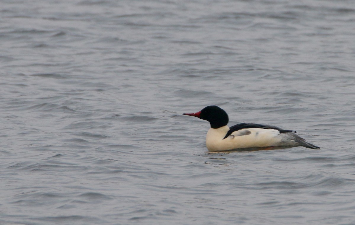 Common Merganser (North American) - ML646383646