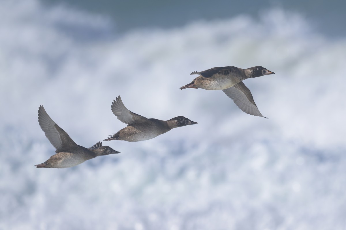 Surf Scoter - ML646383647