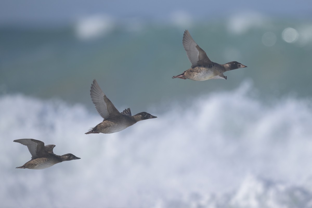 Surf Scoter - ML646383648