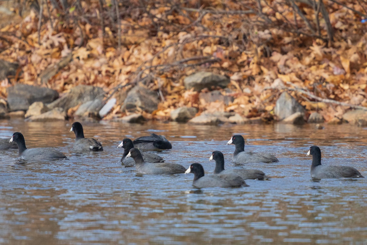 American Coot - ML646383649