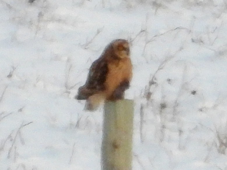 Short-eared Owl - ML646383651