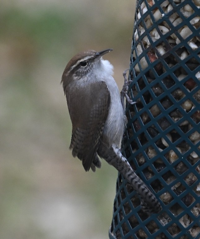 Bewick's Wren - ML646383653