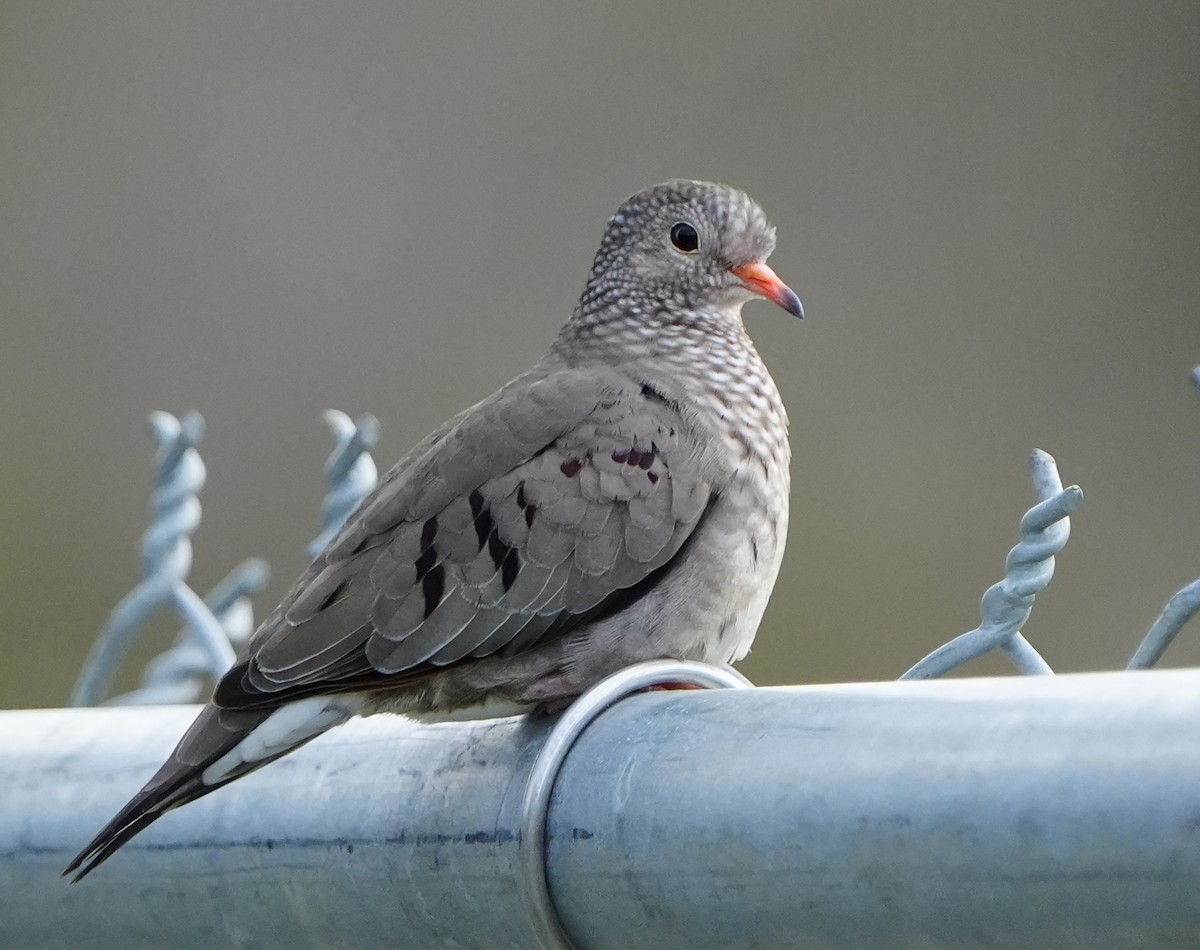 Common Ground Dove - ML646383655