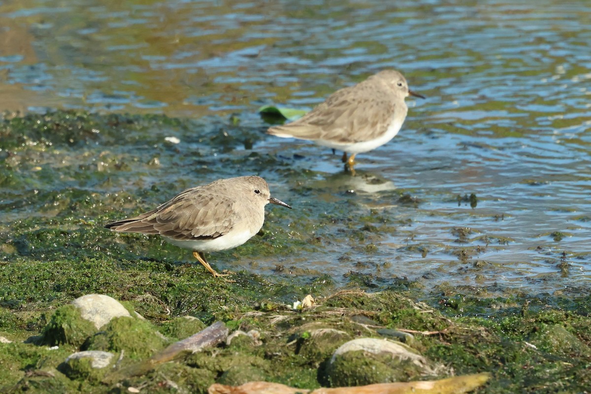 Temminck's Stint - ML646383656