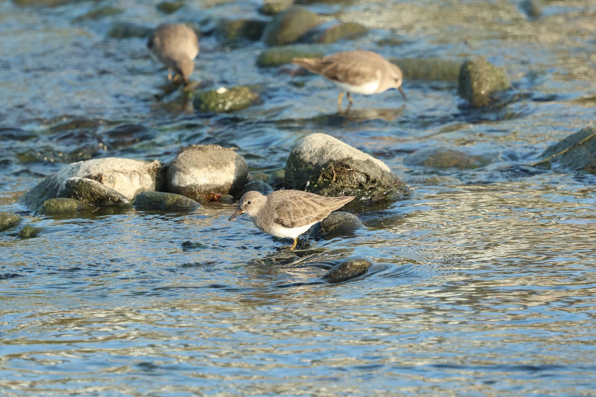 Temminck's Stint - ML646383657