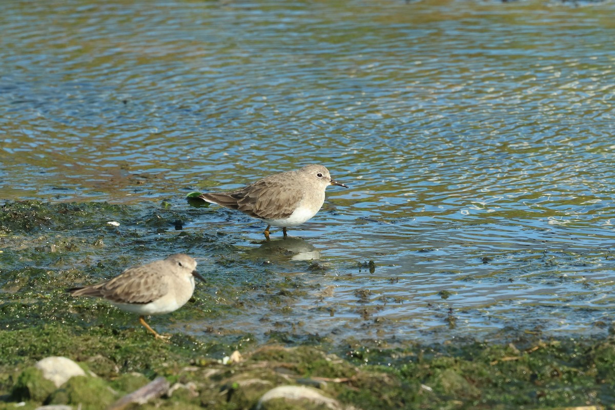 Temminck's Stint - ML646383658