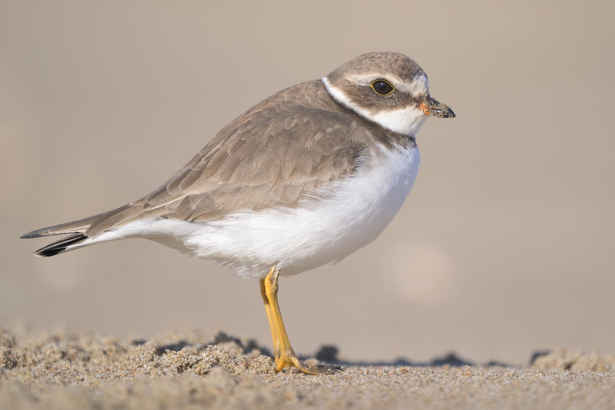 Semipalmated Plover - ML646383659