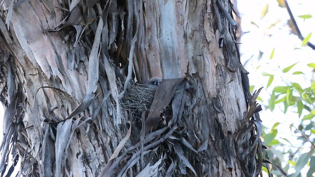 Dusky Woodswallow - ML646383660
