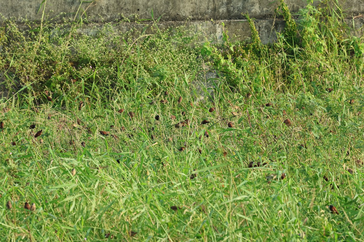 Chestnut Munia - ML646383667