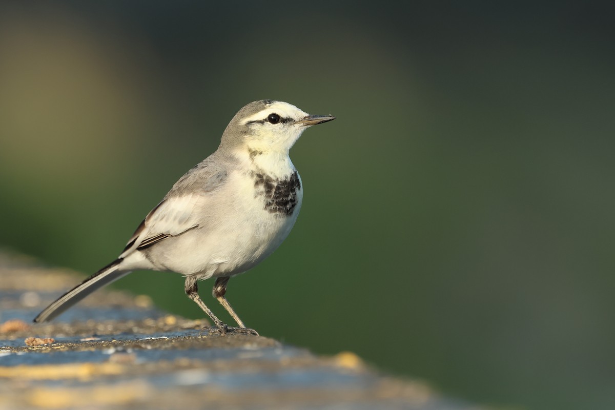 White Wagtail - ML646383670