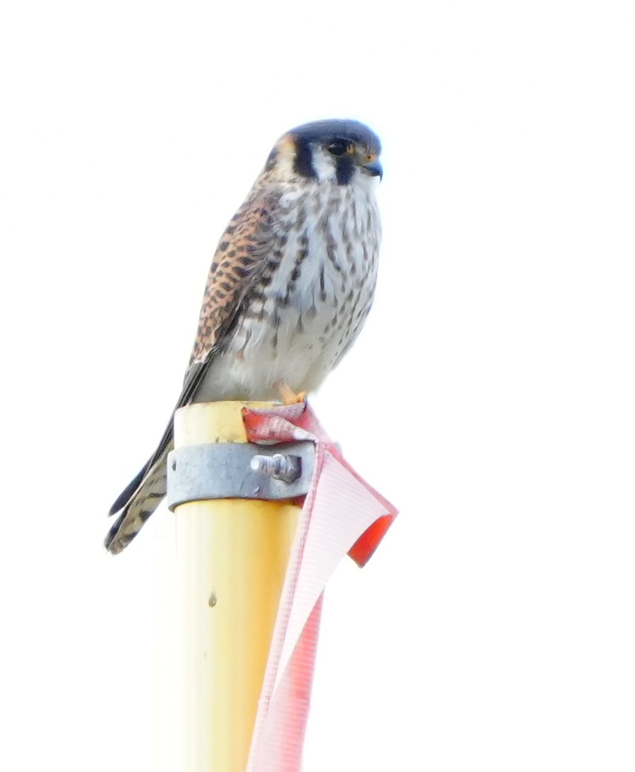 American Kestrel - ML646383673