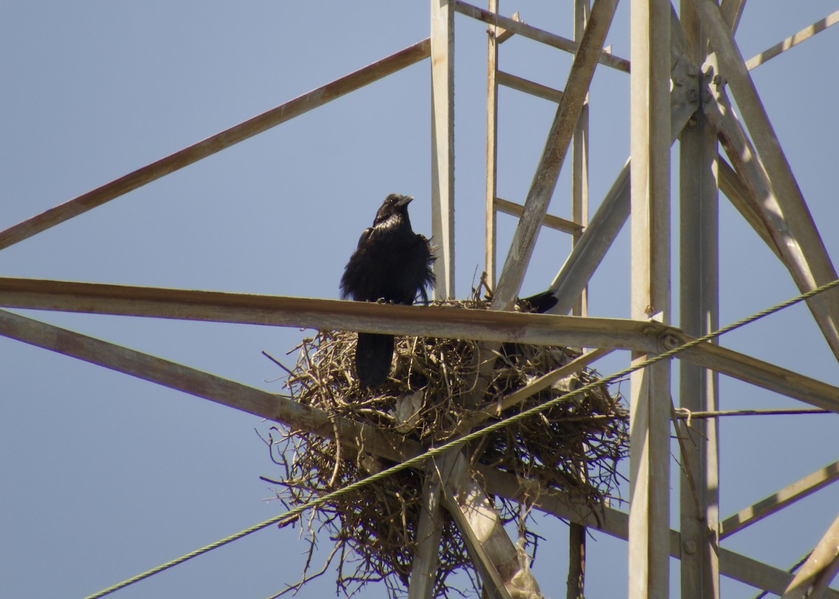 Common Raven - ML646383676