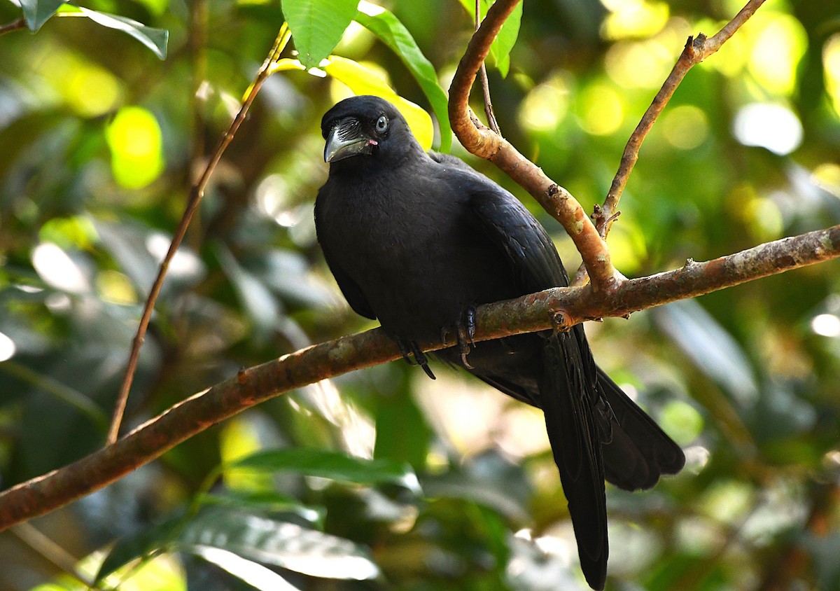 イエガラス - ML646383677