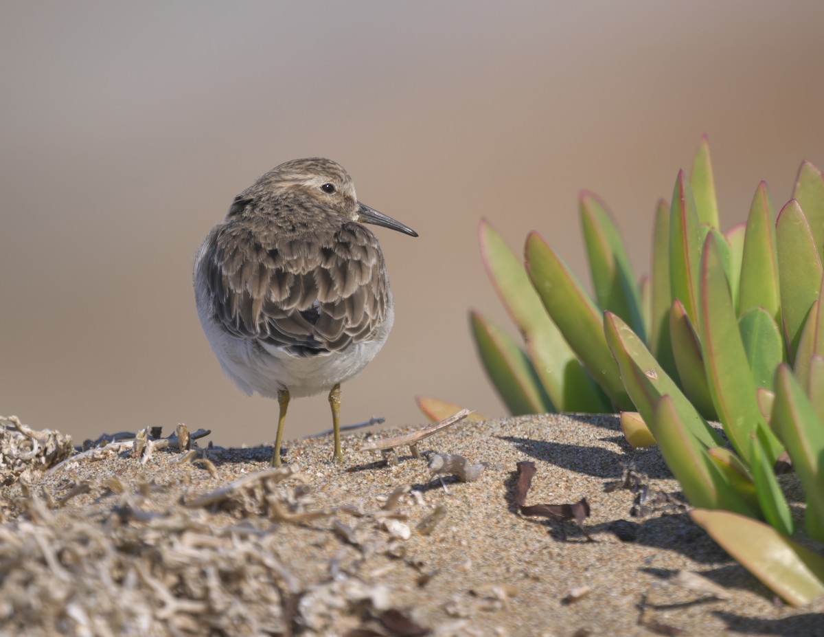 Least Sandpiper - ML646383680
