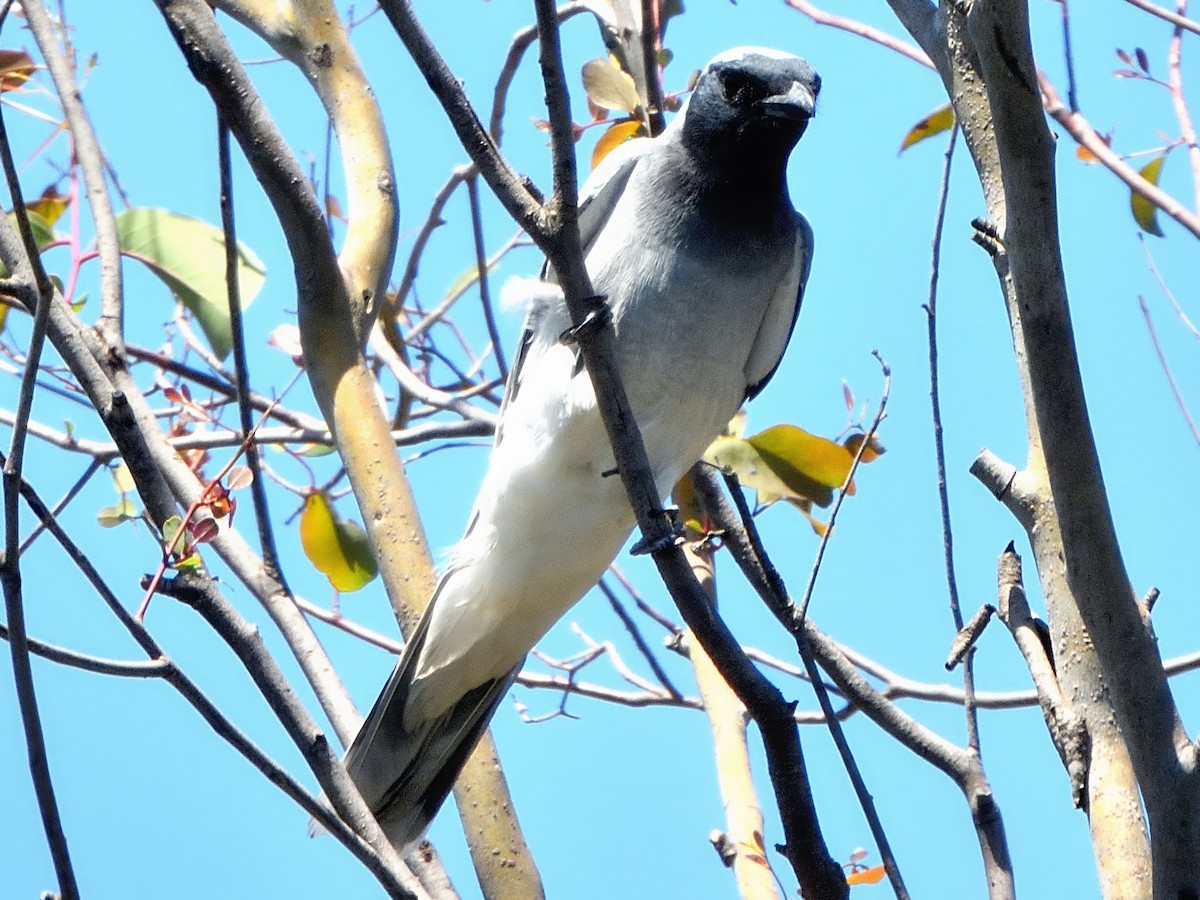 Black-faced Cuckooshrike - ML646383681