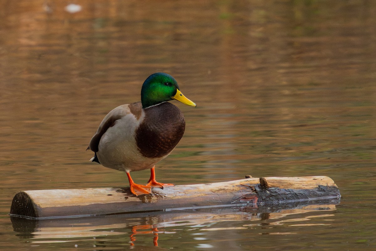 Mallard - ML646383682