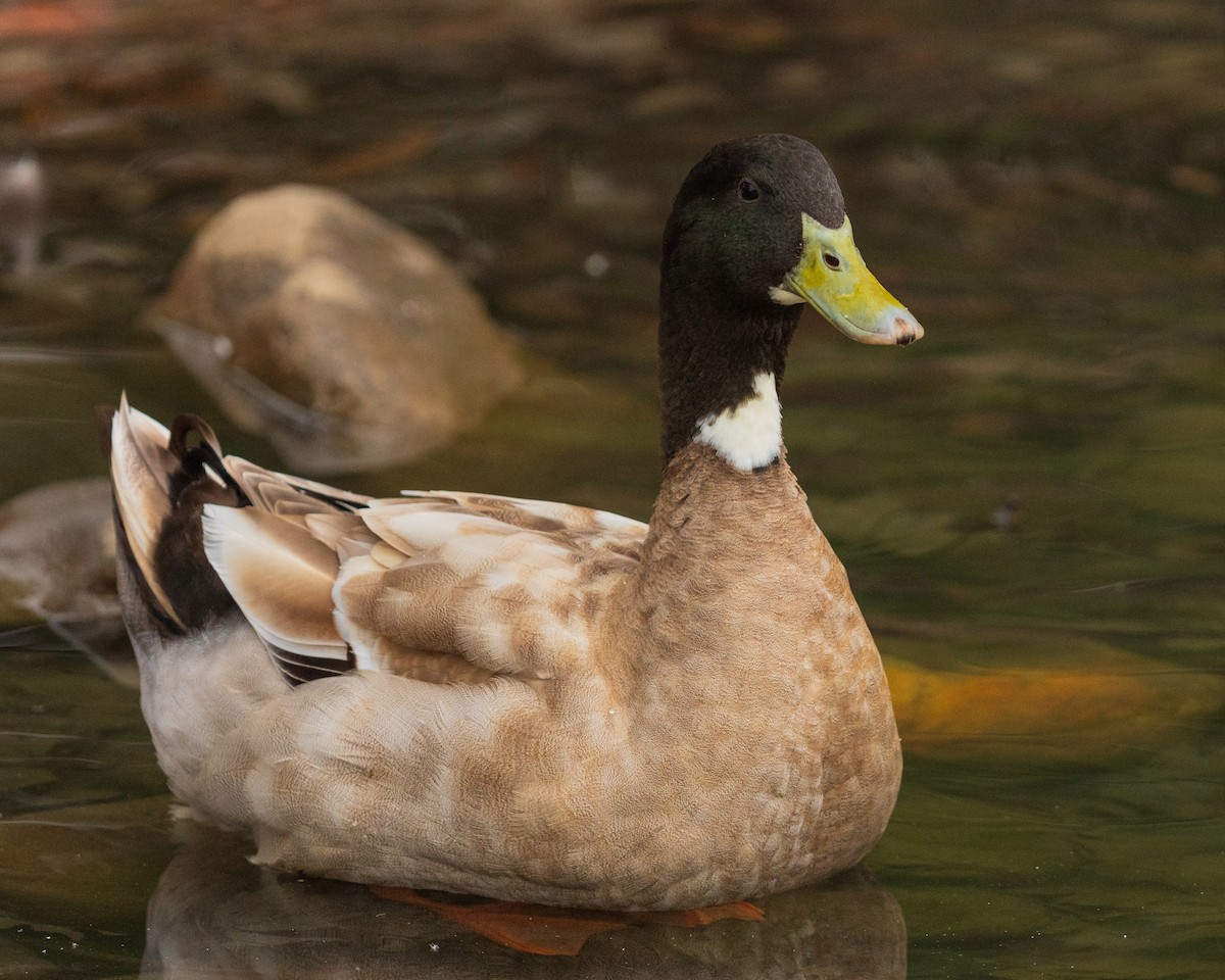 Mallard - ML646383683