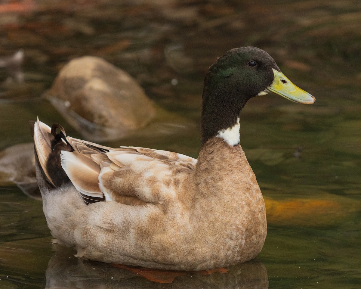 Mallard - ML646383684