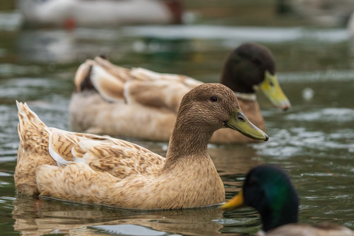 Mallard - ML646383685