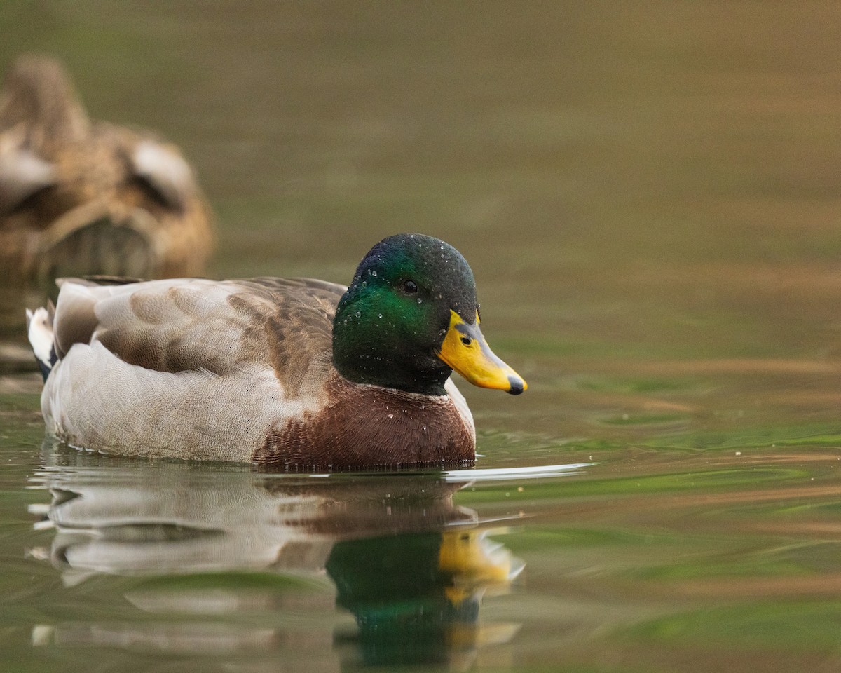 Mallard - ML646383687