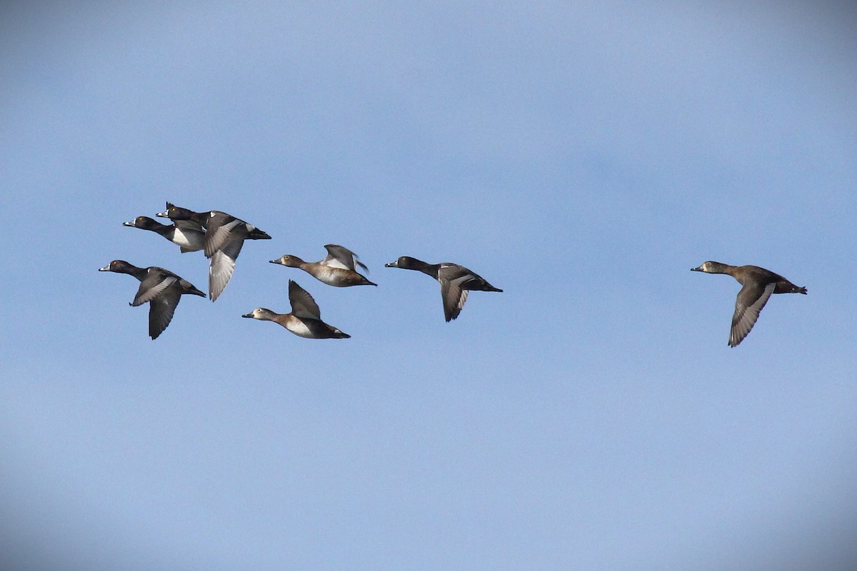 Ring-necked Duck - ML646383688