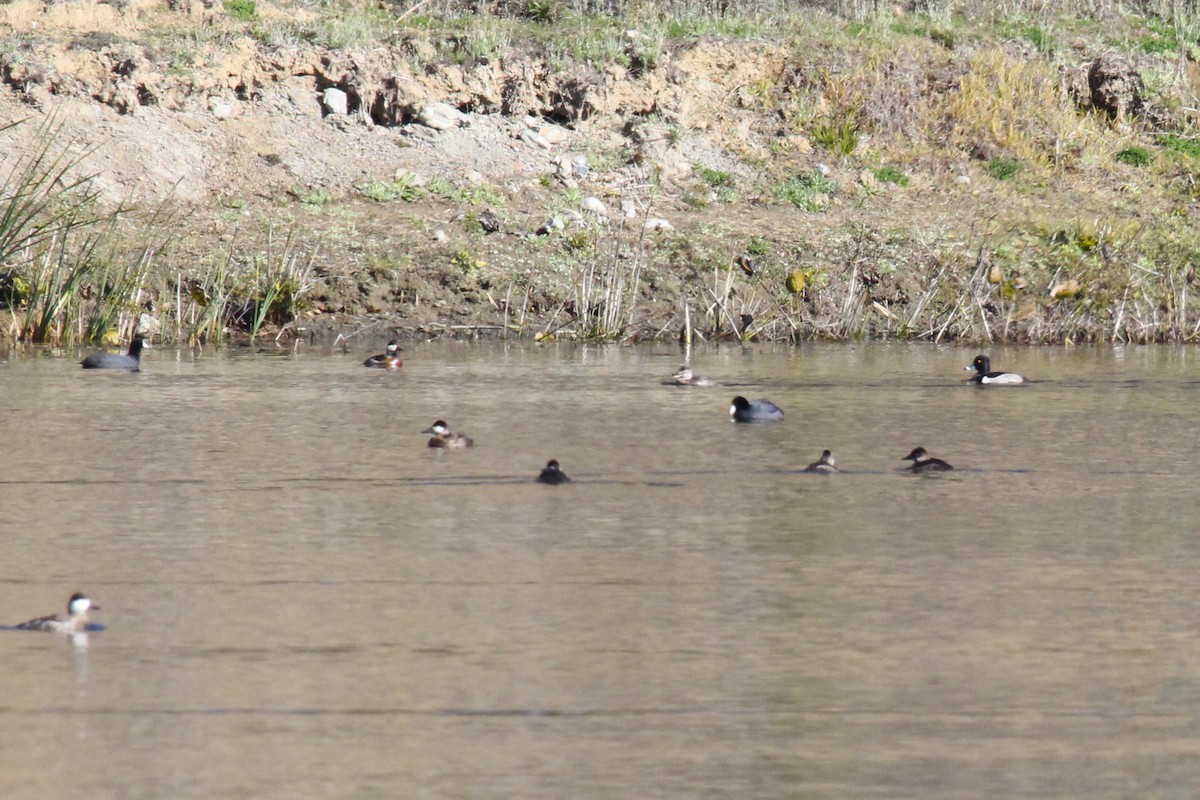 Ring-necked Duck - ML646383689