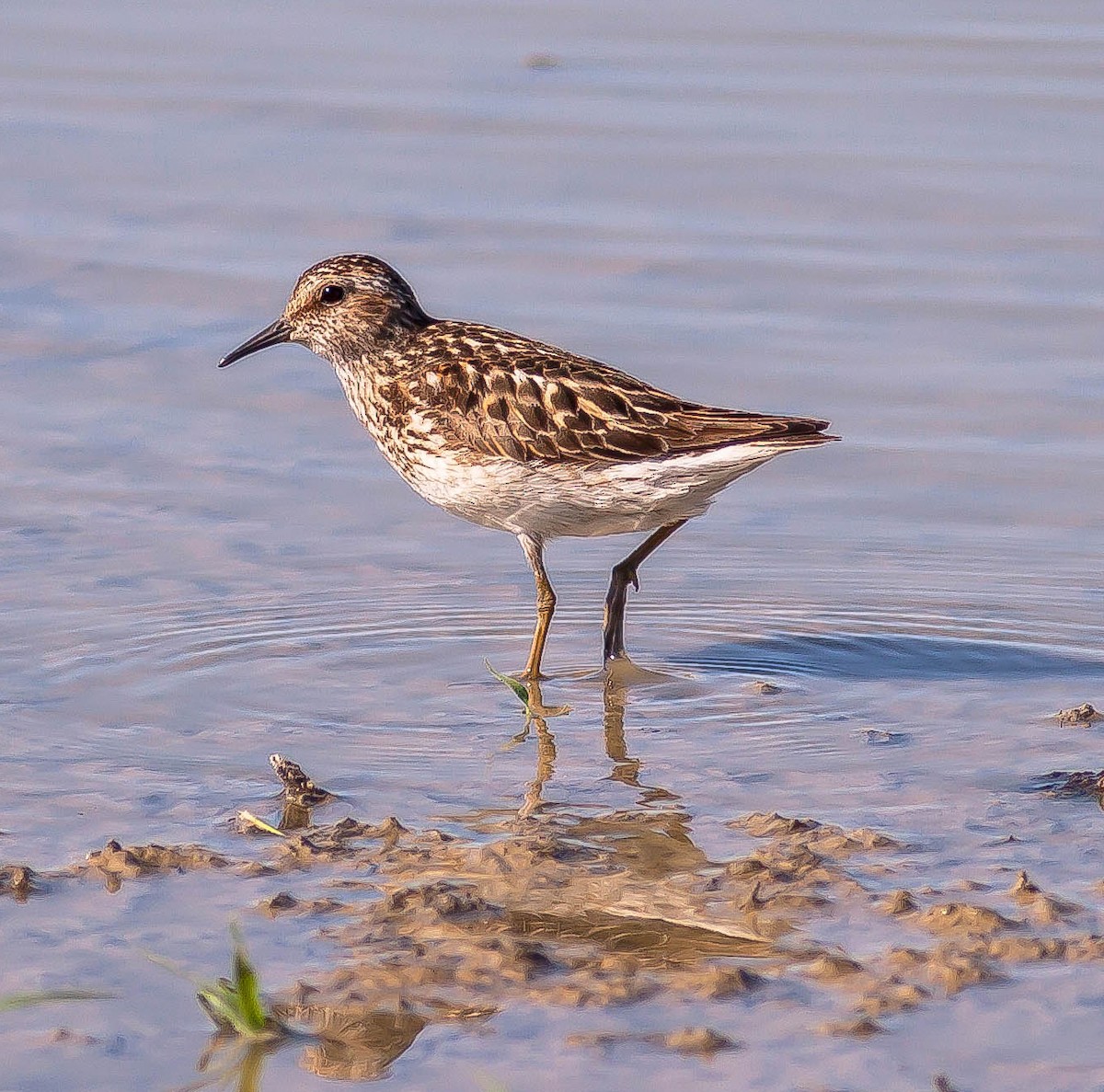 jespák drobný - ML646383691