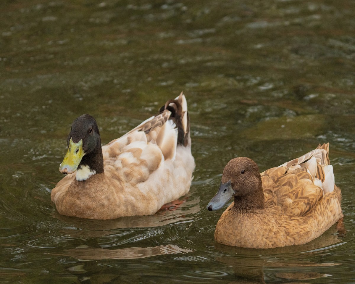 Mallard - ML646383693