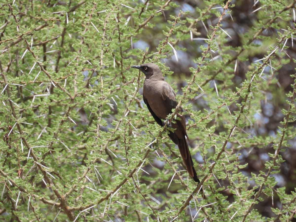 Ashy Starling - ML646383694