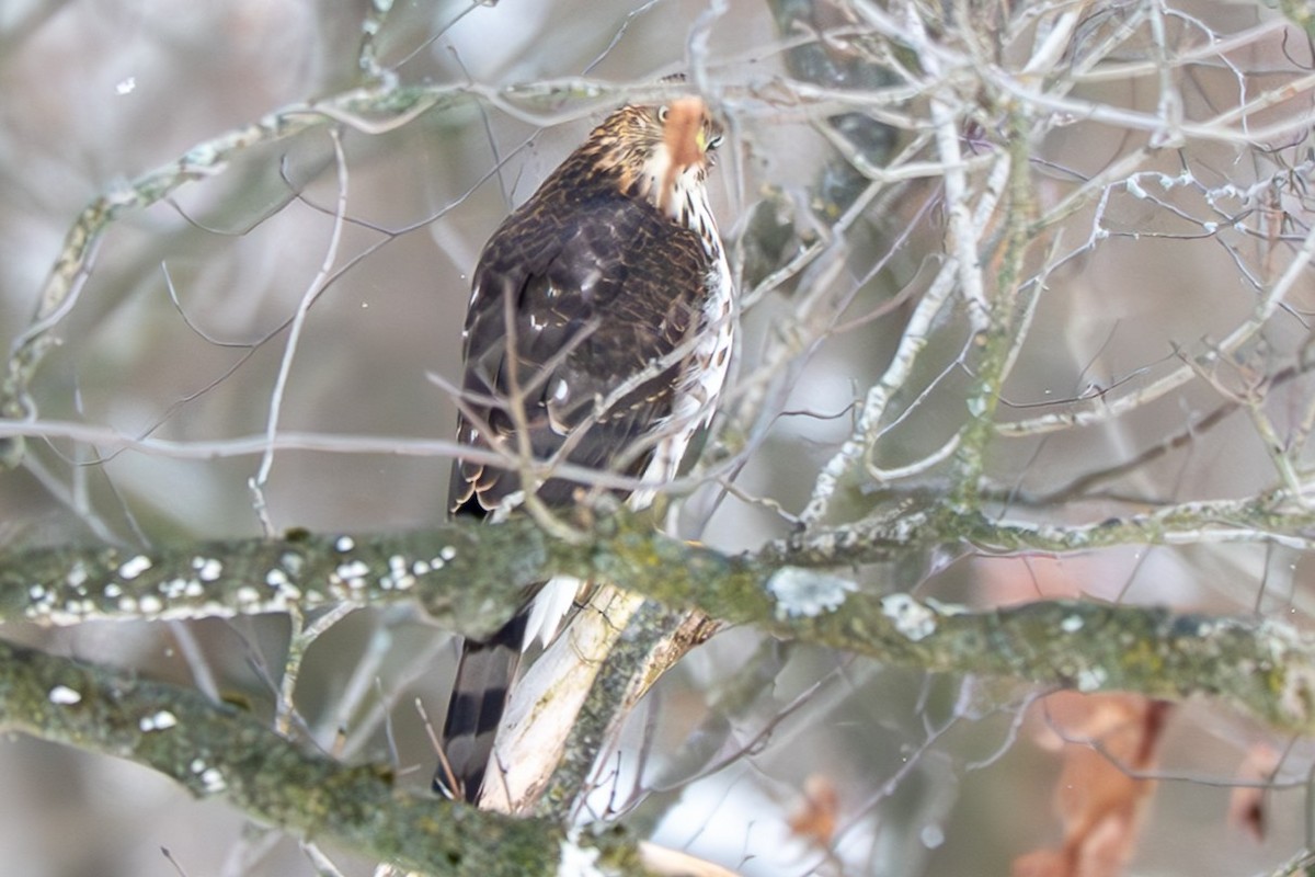 クーパーハイタカ - ML646383696