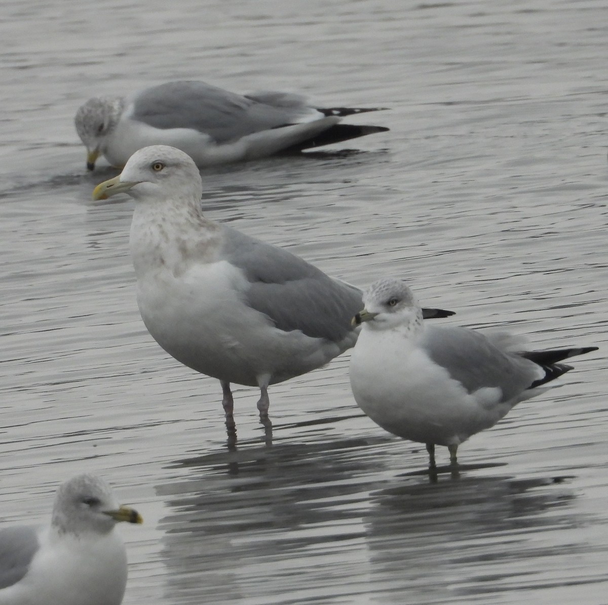 American Herring Gull - ML646383697