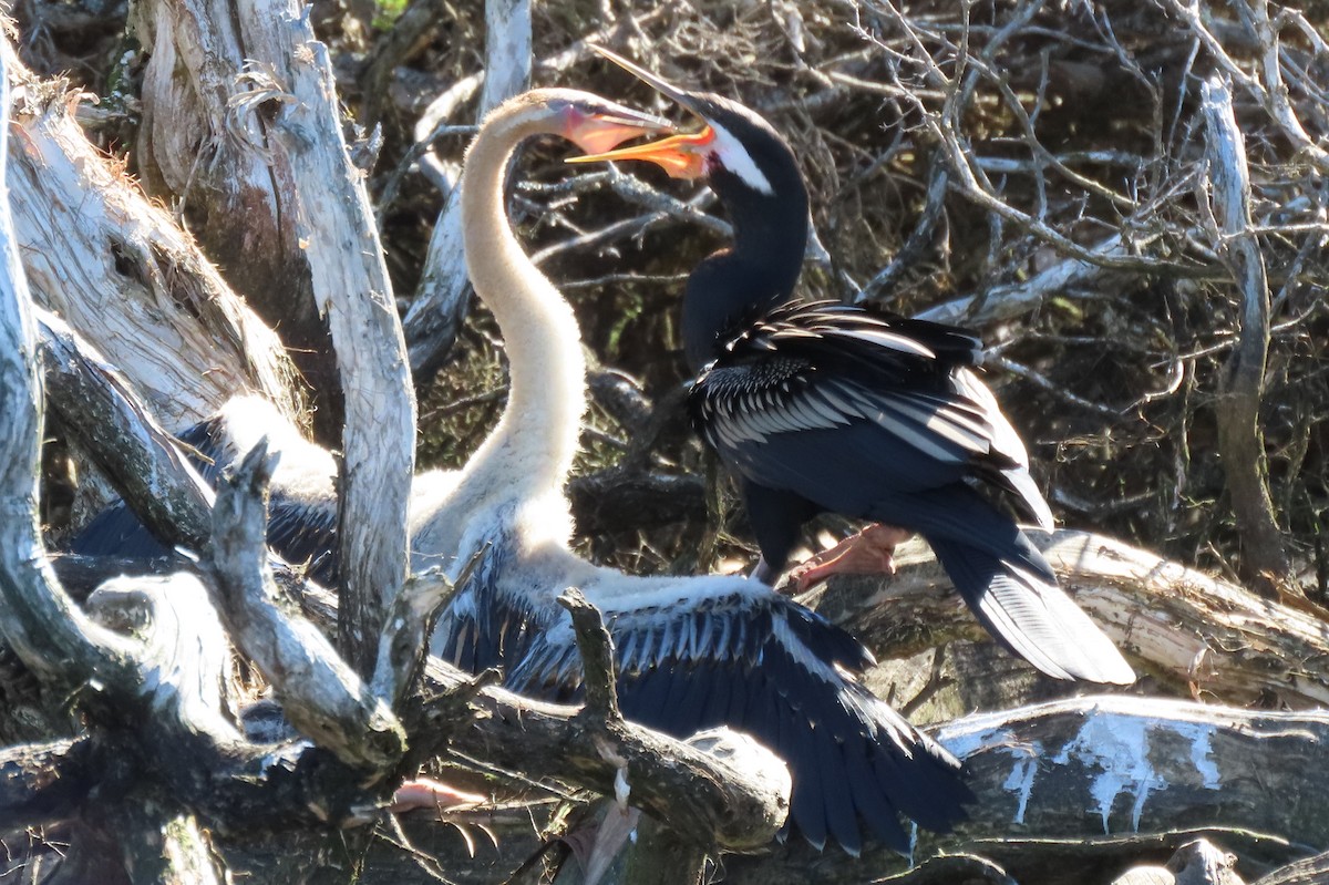 Anhinga australiarra - ML646383698