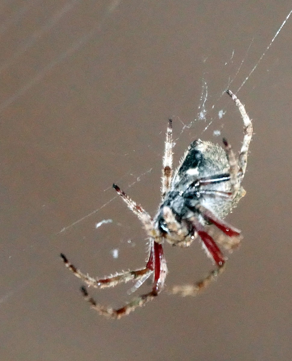 Knobbled Orbweaver - ML646383699