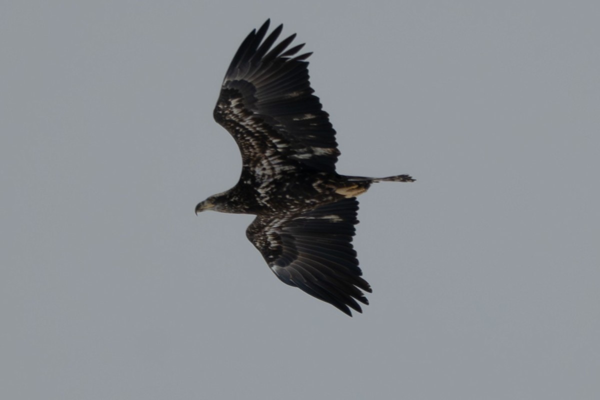 Bald Eagle - ML646383701
