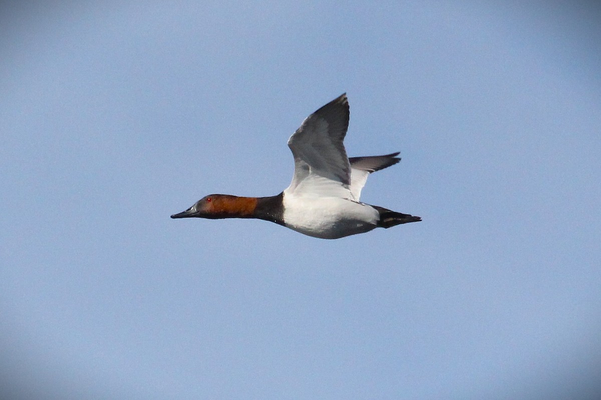 Canvasback - ML646383702