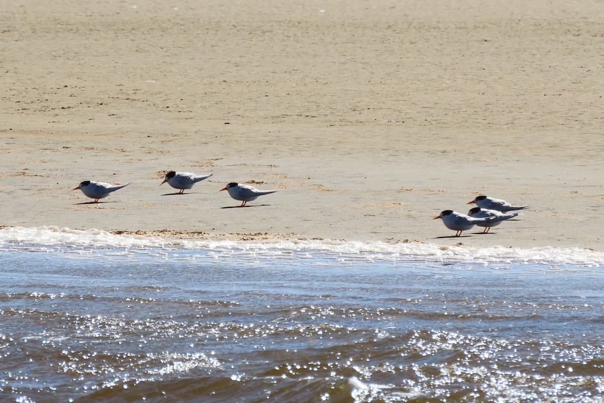 Txenadatxo australiarra - ML646383703