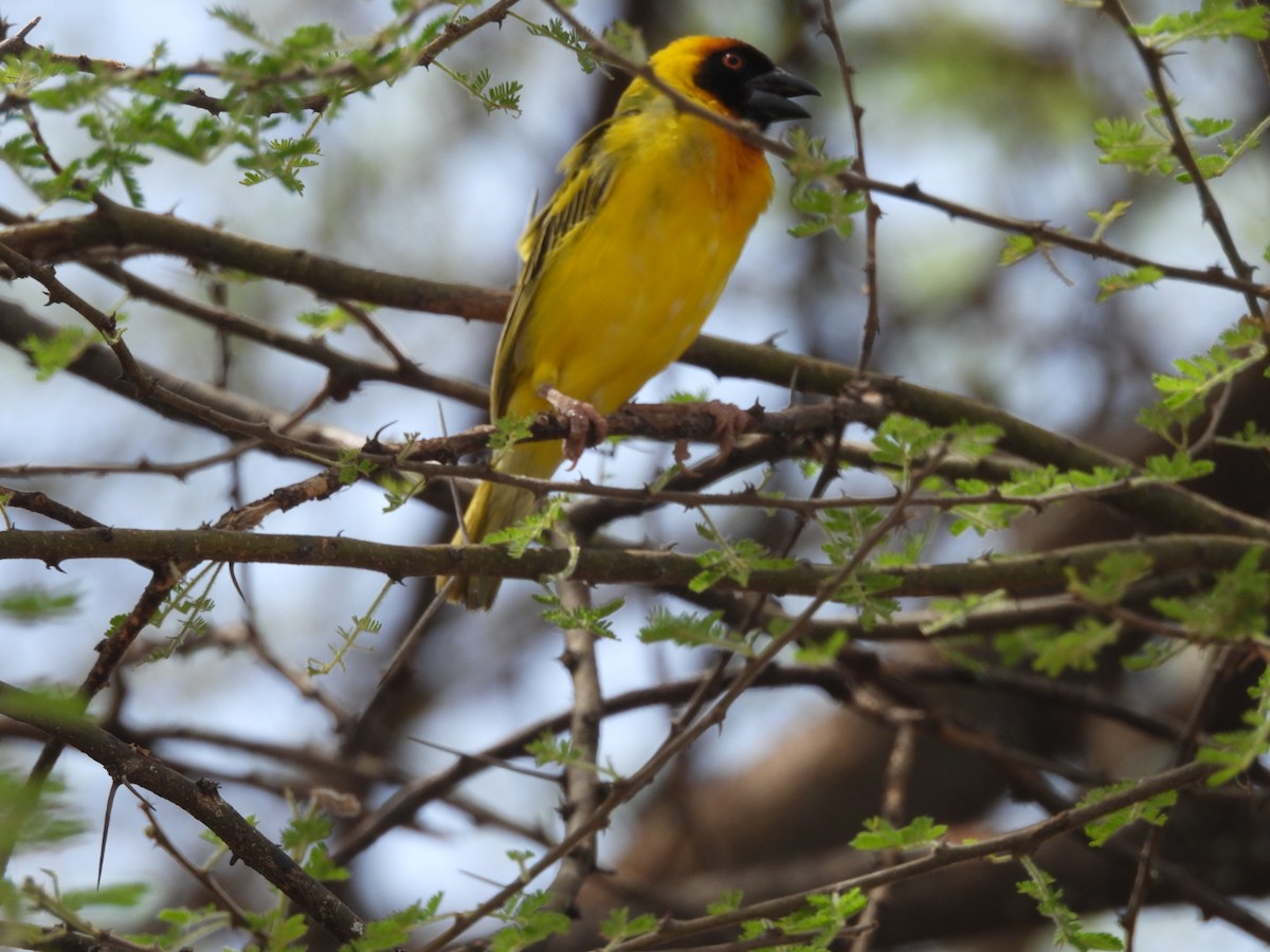 Vitelline Masked-Weaver - ML646383706