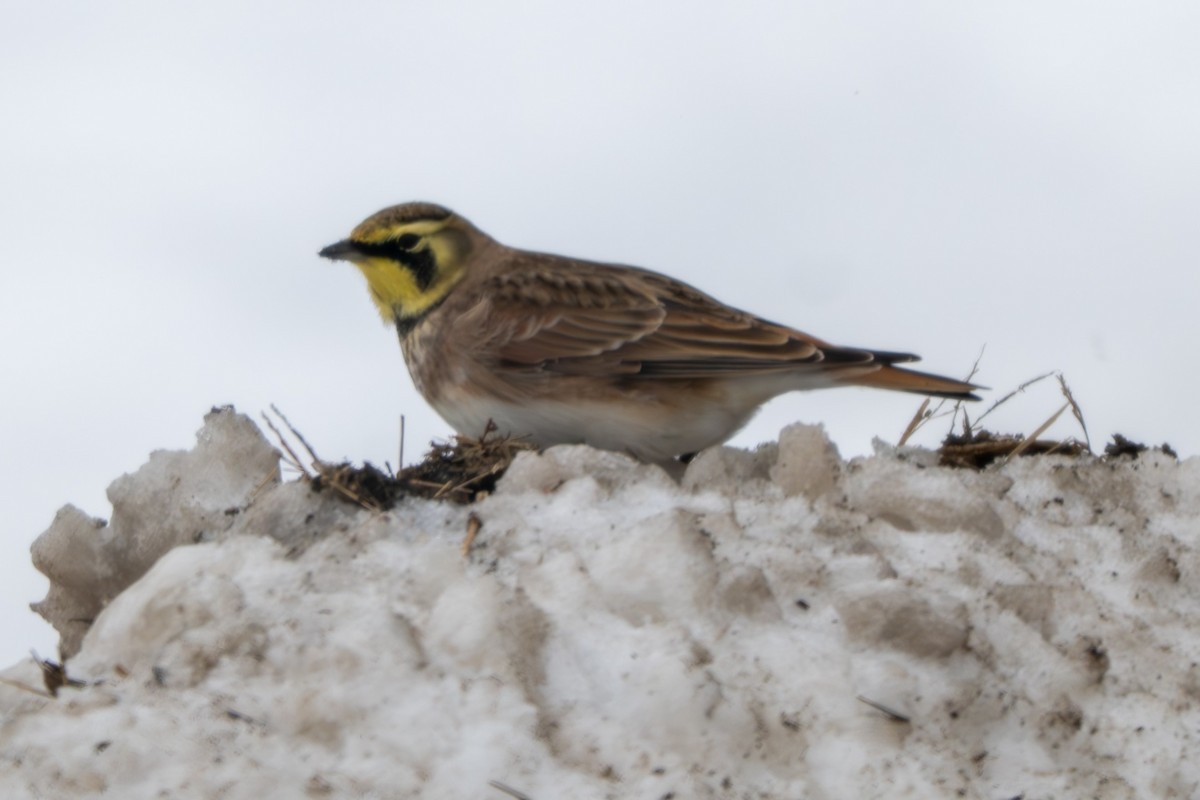 Alondra Cornuda - ML646383708