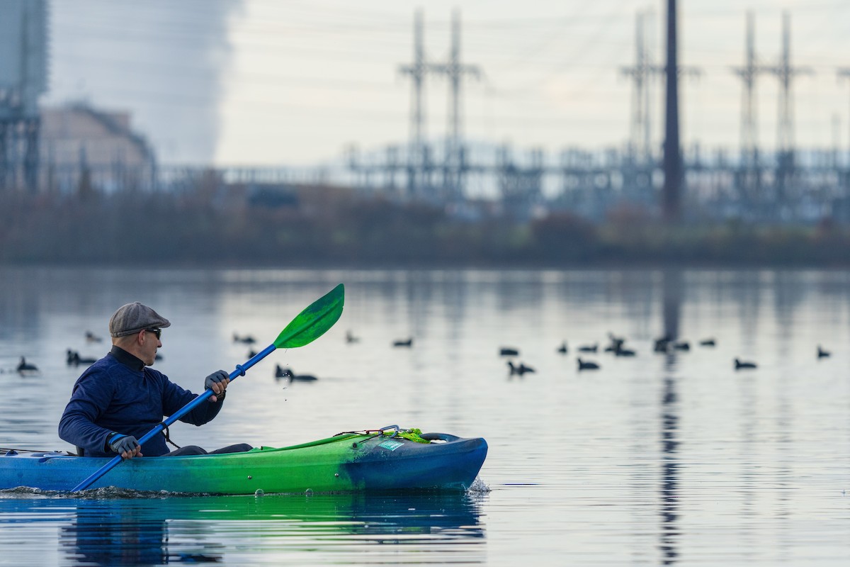 Kopetazuri amerikarra - ML646383710