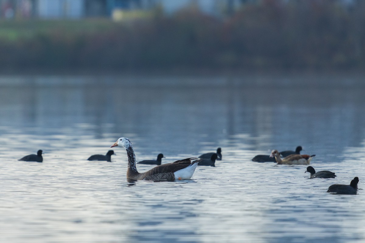 Kopetazuri amerikarra - ML646383711