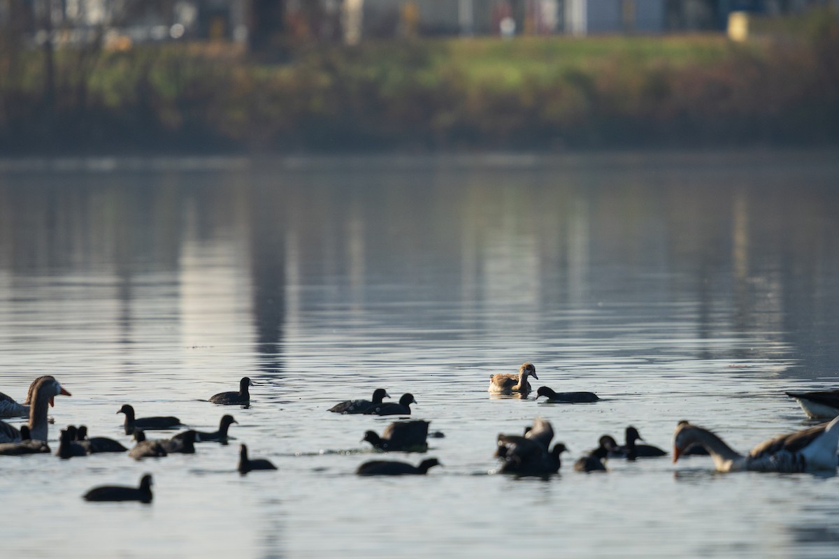 Kopetazuri amerikarra - ML646383714