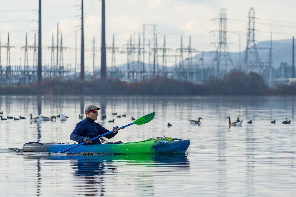 Kopetazuri amerikarra - ML646383716