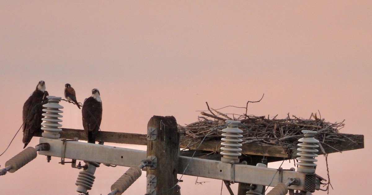 Arrano arrantzalea - ML646383718