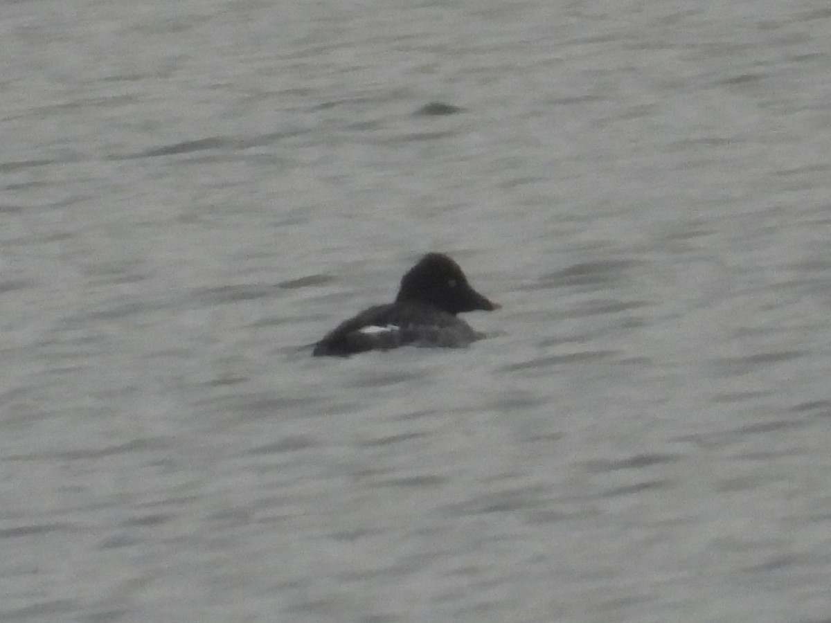 Murgilari urrebegia - ML646383719