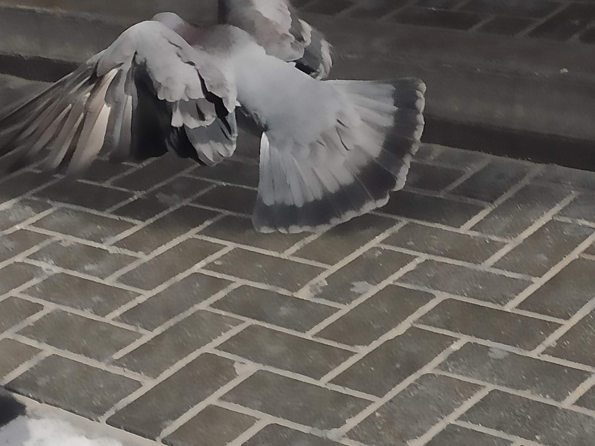 Haitz-usoa (etxekoa) - ML646383720